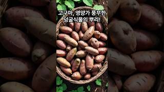 고구마, 영양가 풍부한 덩굴식물의 뿌리! #음식 #건강한 #건강관리 #건강 #고구마