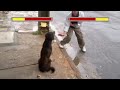 Cachorro vs bebado ao som de Mortal Kombat