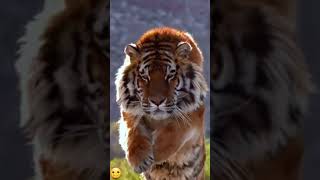 Smallest MOTIVATED Video || Tiger...💪👊 || FullScreen || Motivational life