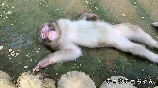 【高尾山さる園】おさるさんのかわいい寝姿【SNOW MONKEY】