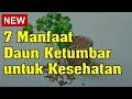 7 Manfaat Daun Ketumbar untuk Kesehatan