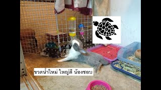 เปลี่ยนขวดน้ำใหม่ให้น้องกระต่าย