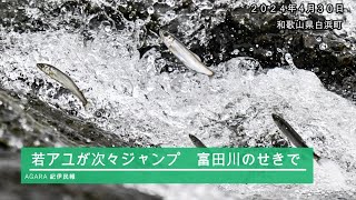 若アユが次々ジャンプ　和歌山県白浜町、富田川のせきで