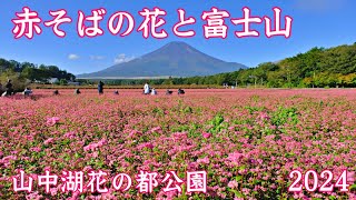 赤そばの花と富士山 2024 山中湖花の都公園 | Red buckwheat flowers and Mt. Fuji ｜山梨観光スポット