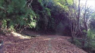 雨の森～海南市藤白