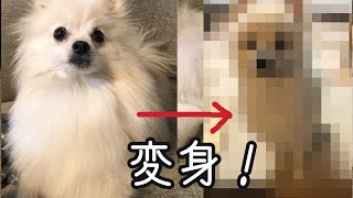 【ポメラニアンの柴犬カット】トリミングに行ってきました！