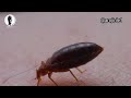 Ìdun bed bug yorùbá documentary