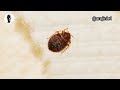 Ìdun bed bug yorùbá documentary