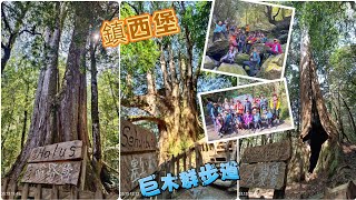 新竹尖石鄉 鎮西堡B區巨木群步道 2024/03/13