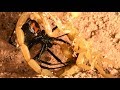 Black Widow Captures Scorpion and Babies for Prey (may be disturbing to some viewers)