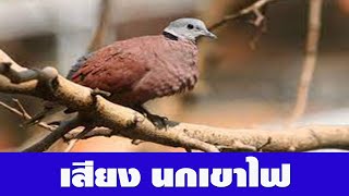 เสียงนกเขาไฟ | Animal Sound Around Me