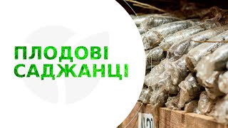 КУПИТИ ПЛОДОВІ САДЖАНЦІ | Agro-Market.ua