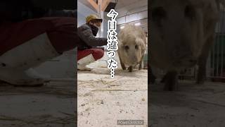 終わった…【悲惨、悲劇】#十勝ロイヤルマンガリッツァ #animals #mangalica #事故 #崩壊 #ハプニング#北海道 #かわいい#piglife #piglove#突然の出来事