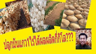 ปลูกมันแกว1ไร่ได้ผลผลิตกี่กิโล???                        084 8701162