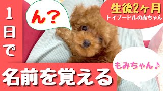 [Challenge] Can 2 months old Toy poodle respond to her name in a day!?