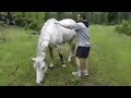 why do people think it's smart to slap a horse on the behinde