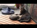 子猫は母猫からお乳をもらいながら雨宿りしてお昼寝 kitten and mother