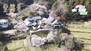 【空から桜】奈良県桜井市聖林寺を空中から淡いピンクの桜をお楽しみください。