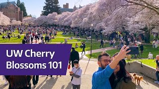 Cherry Blossoms 101 from a UW student tour guide