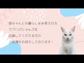 【保護猫広場】4月9日の譲渡会の様子【ラブハピ】