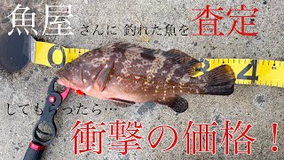 魚屋さんに釣れた魚を査定してもらったら…衝撃の価格！！アコウ（キジハタ）のお値段は？？