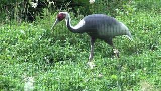 White-Naped Cranes in the Wetlands of Nordens Ark in Sweden