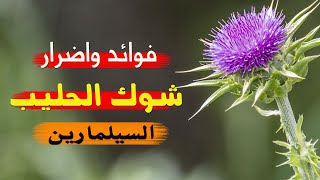 فوائد واضرار شوك الحليب - لهذه الأسباب أنصح بشدة بتناول الخرشوف البري