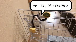 二階に上がると寂しくて泣く子猫