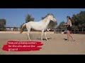 andalusian horse characteristics origin u0026 disciplines