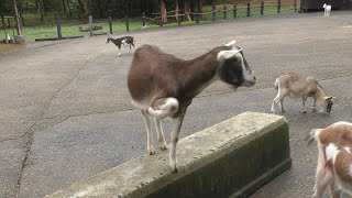 【磐梯高原 南ヶ丘牧場】 高い所が好きなヤギ