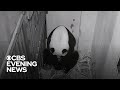 Giant panda gives birth at Smithsonian's National Zoo