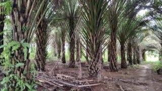 Beda dari yang lain! Kebun sawit jarak tanam sekitar 6m x 6m