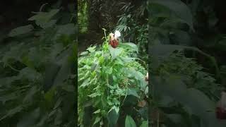 বনডুগি | কেওমুল | Cheilocostus speciosu.