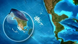 Make this Blue Whale Migration Animation