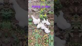 백봉오골계  백뽕삐들의 첫세상 밖으로#백봉오골계#chick#나들이#소풍#세상밖으로