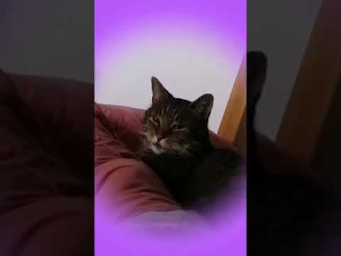 my kitty so pretty my kitty so pretty