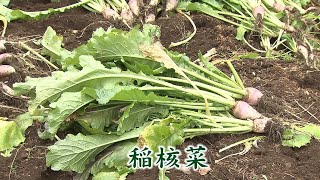 長野県CATV2022年度連携：信州の伝統野菜㉑稲核菜（いねこきな）(松本市)