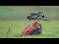 amur falcon preening itself on a rock in slow motion