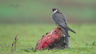 Amur falcon preening itself on a rock in slow motion