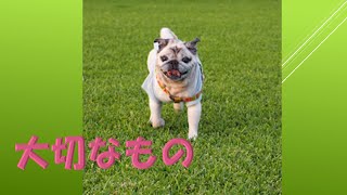 【パグ】pug  スピとさよなら。