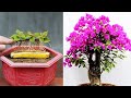 Picturesque Flower Pots 3 Game-Changing Tips For Stunning Flowers