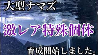 vol.95 激レア大型ナマズ  特殊個体育成開始！