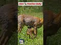 deer mom feeding milk to her child youtubeshorts shortsfeed deer milk feeding