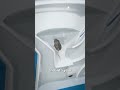 flush it down rat mouse funny