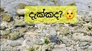 ඩෙල්ෆ්ට් මුහුදෙ ලස්සන | The secret Of The  Delft Ocean| Wonderful Place In The Jaffna |