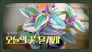 초록집 커머스 ㅣ실내에서도 아주 잘 자라는 '달개비'