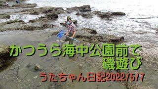 かつうら海中公園前で磯遊びうたちゃん日記海の生物20220507UTA1