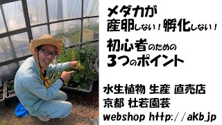 メダカが産卵しない！孵化しない！初心者のための３つのポイント