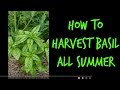 How to Harvest Basil Leaves all Summer