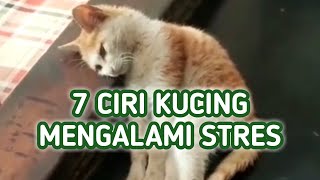 Ciri-Ciri Kucing Stres, Kenali 7 Ciri Ini !